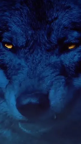 ❣HD Video Wallpaper: #animalwallpapers #animals #wolf #wolfwallpapers  #videowallpaper #hdwallpapers #4k #4kwallpaper #4kwallpapers #eyecolorwallpaper #cool #2023 #smoke #wallpapervideos #videos #hd #videolivewallpaper #walls #wall #iphonewallpaper #androidwallpaper #game #ronaldo #relatable #wallpapervideo #prettycool #foryou #fyp #phonewallpapers #screen #lockscreenwallpaper #lockscreen #screenwallpapers #greenscreenvideo #greenscreen #capcut #foryoupage #foryourphone #kesfet #goviral #viral #pourtoi #paratii #parati #foru #gamewallpaper #gamecontroller #colorful #colorfulwallpaper #coolwallpapers #wallpaper #wallpapers 