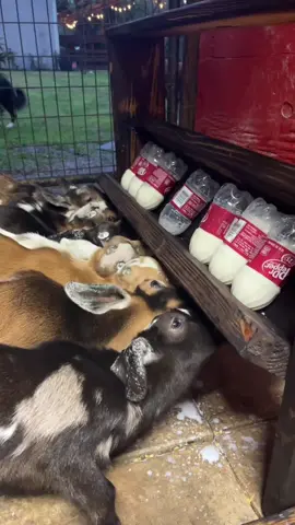 For your daily dose of tail wags and cute ears #fyp #babygoats #bottlefeeding #goatsoftiktok 