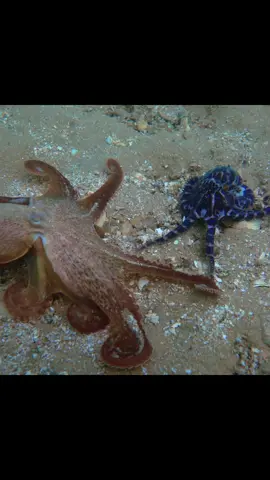 The octopus, which is afraid of even its own kind, seems to be real!  scary! #underwater #fishing #Outdoors 