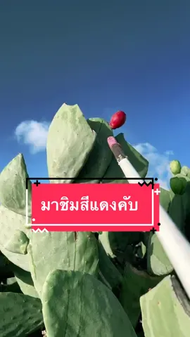 ลูกสีแดง #tiktokพากิน #กระบองเพชรกินได้ #โอพันเทียฟิคัสอินดิกา #ครัวtiktok 