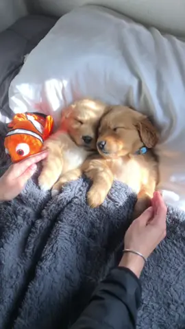 Mini Appitas🫶🏻 (ellos tampoco se quieren levantar) #goldenretriever #goldenretrieverlife #goldenretrieverpuppy #dogsoftiktok #puppy #perritos #perritostiktokers 