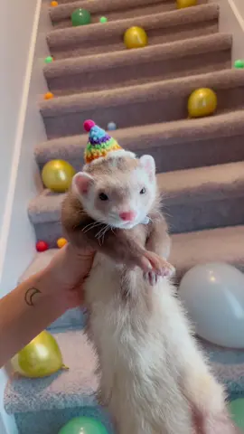 It’s Moon’s 1st birthday! 🥳 #ferret #ferrettok #PetsOfTikTok #birthday #cuteanimals #ferretvideos #babyanimals #ferretsoftiktok #fyp
