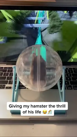 I wonder what was going through his little brain 😅 #pethamster #hamsterwheel #speedy #thrillseekers 🎵:Baianá - @Nia Archives 🎶 (via @NaNuchia)