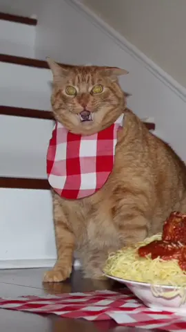 #stitch with @cayden_lol i has retuned #cat #catsoftiktok #QuakerPregrain 