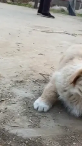 😺😺😺😺🦴🦴❤️