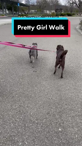 This is how we walk 💗 #alltheprettygirlswalklikethis #prettygirlwalk #dogversion #dogedition #povdogmom #povdogs #povdog #dogpov #mistythepittie #showmeyourpitties #chocolatelabsoftiktok #puppyfriends #pittietok #dogreels #dogtrendstiktok 
