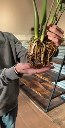 The worst case of root bound I have ever seen 😳 #roots #plantroots #rootbound #rootboundplant #plants #plantsoftiktok #houseplants #plantdaddy #plantmom #monstera #plant #zzplant #plant #plantstuff 