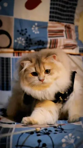 #meow #meogolden #meo 