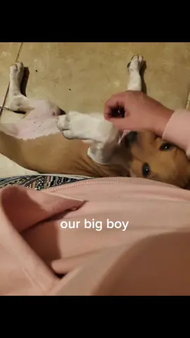 Fen #basenji #basenjipuppy  #ratterriermix  #malepuppy  #bigboy 