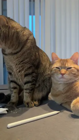 the slow blinks 🥺 #fyp #fypシ #foryou #catblink🐾 #catsoftiktok 