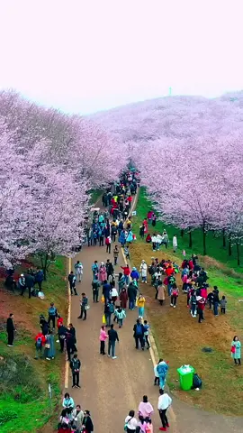 The largest cherry blossom garden in Pingba, Guizhou Province