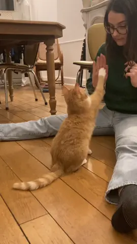 #chat #education #dressage #fyp #petsontiktok #pet #cat 