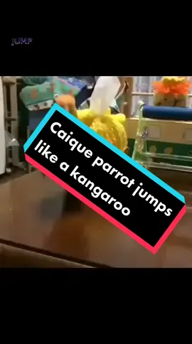 Caique parrot jumps like a kangaroo #caiqueparrot #caiqueparrots #caiqueparrotlovers #caique #caiques #caiqueparrot🦜 #caiqueparrotb #caique_slime #izzythecaique #whitebelliedcaique #whitebelliedcaiques #whitebelliedparrot #parrot #parrotsoftiktok #parrots #parrotslover #parrotsworld #parrotslove #parrotstand #petparrot #parrotstiktok #parrotlove #parrotlife #beautifulparrot #beautifulparrots #parrotjumping #parrotjumpingdrone #pangaroo #pangaroox #pangaro #bird #birdlover #birdlovers #funnyparrots #funnyparrotcomedy #birds #birdtok #birdsofprey #birdslove #birdwatching #birdsofprey #pet #petlove #petlovers #petlover #pets 