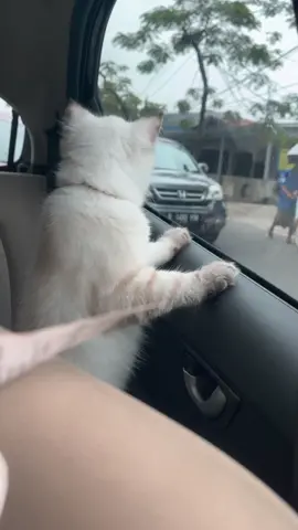 Chimmy pertama kalinya naik mobil dan liat jalanan 😍🥰 #kucing #kucinglucu #catlovers #kucinggemoy #fypシ #flksdong 