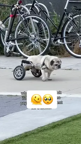 🥺🫠  #CapCut #pugsoftiktok #pugstiktok #pugslife #puppiesoftiktok #puppiesonly #puppylove #trendingsong #trending  puppy tiktok, puppy tiktok trends,  pugs being funny cute pugs  cute fluffy pugs pugs screaming pugs of tiktok funny Pugs Funny Videos