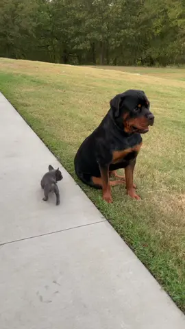 Tiny Sister tricks me and steals my toys, but not today …. I’m too fast!! #dozerquotes #animalsinfluence #rottweilersoftiktok #loveabull #puppy #puppylove #puppytiktok #frenchie 