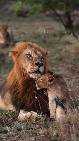 Male lions are underrated fathers… such a special moment! #lions #babyanimals #cuteanimals #photography #africa #Love #fyp #foryou #safari #animals 