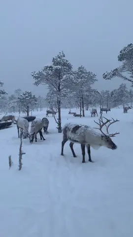 Meet my neighbours 🇳🇴 #norway  #northnorway  #malangen #balsfjord #snow #travel #explore #adventure #happy #grateful #reindeers #reindeerspotting #friends #neighbours #fun #Love #precious #preciousmoments #enjoylife #natur #nature #naturevibes #cold #winter #norsk #norsktiktok #polarnight #abovethearcticcircle #abovethearcticcirclelife #norwaytiktok #norway🇳🇴 