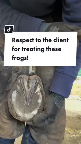 Huge shout out to clients who actually take advice an act upon it! 6 months ago this horse was in pain from the thrush in his frogs which could have been developed into canker (very bad) Thankfully advice was taken an these frogs today looked amazing!  #respect #forfarriersbyfarriers #farrier #myjob #fyp #fypage #foryou #horse #equestrian #oddlysatisfying #contentcreator #farriersoftiktok #fypシ #viral #LearnOnTikTok 