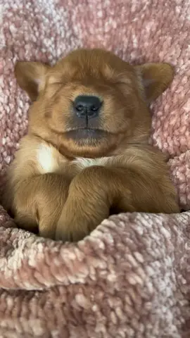 Eat sleep poop repeat! #puppyloversoftiktok #goldenretrieverlife #goldenretriever #puppylove #dogsoftiktok #viralvideo #tiktoker #tiktok #fyp 