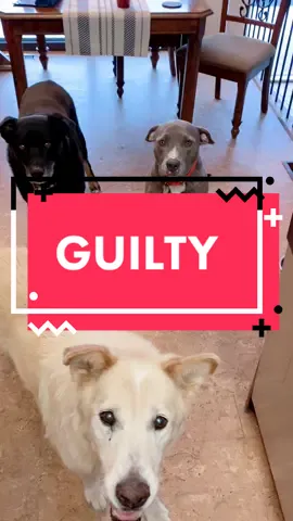 Frank is guilty, Charlie has ZERO loyalty to him and old Seajay doesn’t know what’s happening but wants the peanut butter that remains 😂😂 #guiltydog #guiltyface #cutedogs #whodidit #pitbull #muts  