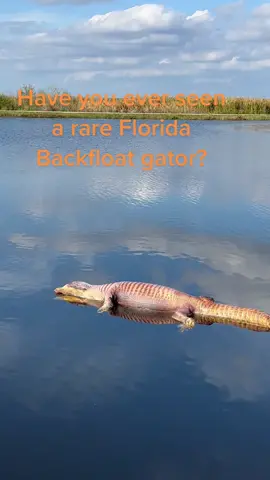 #alligator #rescue #biggator #backfloat #florida #caution #alligatorlifeguard #saving #distressed #alligatorlunch #luchtime #leginmouth #tastelikechicken #floridanature #wild giganticalligator 