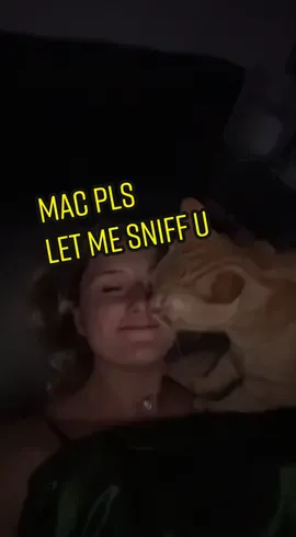 I just love his smell idk #cattok #orangecatsoftiktok #catsoftiktok #QuakerPregrain #orangetabbycat #orangecat #smellpet #smellcats 