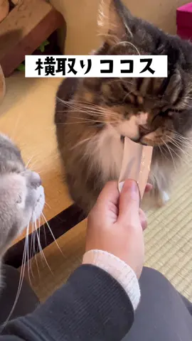 このあと蓮子にもあげました😂#猫 #マンチカン 