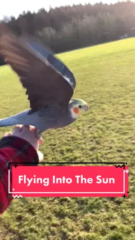 Flying into the sun. He’s determined to make me blind 😂  #parrot #pet #PetsOfTikTok #cockatiel #freeflight #freeflightbirds #viral #cool #Scotland #outside #bird 