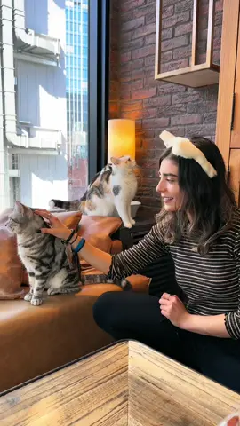 Neko Cafe in #shibuya Japan!🐱 #lo2slow #catcafe 