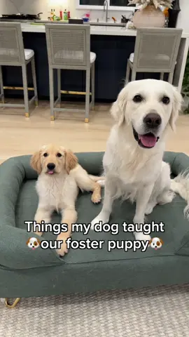 He copies everything Lady does🥹 #foster #rescuedog #fyp #foryour #dogsoftiktok #goldenpuppy  Meet Stewie, our 7th foster pup. He was rescued when he was wandering alone in the rain with no chip. The vet estimates he’s around 13 weeks. He’s a very fun, confident, and sweet puppy🐶 He is with us for 10 days while his foster family is on vacation. He will be available for adoption through @scgrr❤️ 