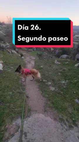 Día 26. Segundo paseo de Arena. La diferencia ha sido abismal respecto a ayer. Ayer no entendía nada, pero lo fue procesando y hoy ya se la veía menos desubicada. Muchos me recomendásteis llevar correa más larga, pero todo tenía un porqué. Para empezar necesitaba una correa de metal porque esta perra tiene historial de morder correas. Para seguir ayer empezó como potro desbocado y una correa larga me habría dificultado el control y manejo. Hoy sin embargo, tras la experiencia de ayer, podemos avanzar. Pero quiero que sepáis que cada perro es un mundo y aquí no existen los dogmas, todo el material está en evaluación constante. Otro tema es que el arnés le queda grande. Lo sé, pero compré otro y le queda pequeño. Y este no se le sale, solo le baila, pero de la tripa no se sale, no os preocupéis. Va segura al 100%. Los que me seguís hace un tiempo sabéis que me cansa mogollón dar explicaciones, pero como está llegando gente nueva vuelvo a explicar que no soy educadora canina, pero este es el octavo perro con miedo que viene a rehabilitarse con nosotros. No somos perfectos, quizá un experto no se explique por qué nos funciona el método, pero nos funciona. Sin medicación, sin comunicadores animales, sin reiki, sin etólogo. Que oye, mis respetos a todo lo que funcione, pero aquí vamos a pura terapia mafiosa. Y sé que me lo decís todo desde el cariño, pero confiad en nosotros, de verdad. #paseo #perro #perros #miedo #rehabilitación #adopta #pastorbelga 