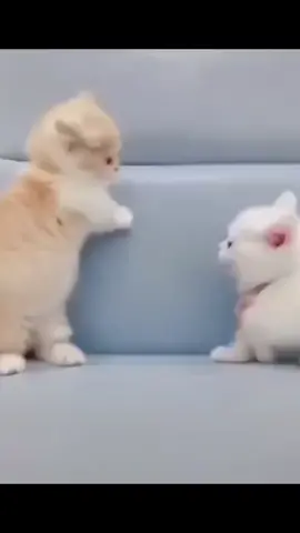 #anime #dogs #catsoftiktok #cat #fypシ #fypage #trending #dogsofttiktok #dog #dogsoftiktok #fyp 