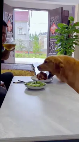 Có miếng ngon làm em dành cho bà ❤ #dogsoftiktok #dog #viral