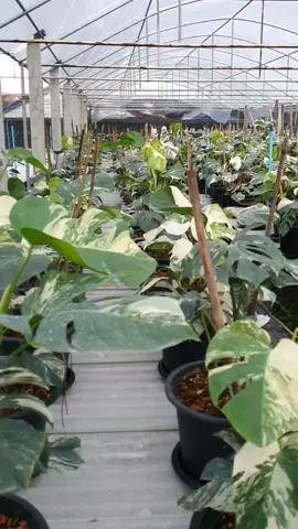 Who wants one? . 📸// @variegated_plant on instagram 🪴 🛒 Shop plants at link in bio . . . . #indoorplants #monstera #houseplantclub #plantstagram #cactus #plantlife #sansevieria #indoorgardening #urbanjungle #calathea #monsteradeliciosa #houseplantjournal #bonsai #alocasia #succulents #bedroomdecor #monsteramonday #plantgang #plantnerd #bohochic #leaf #plantparenthood #plantgoals #plantcollection #homedecor #interiordesign #gardening #gardendesign
