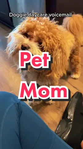 Royal was like you got the wrong pup lady😂 #PetsOfTikTok #pettok #shihpoo #viralpets #viralpetsoftiktok #shitzu #minipoo #minipoodle #nolaroyalqueenie 