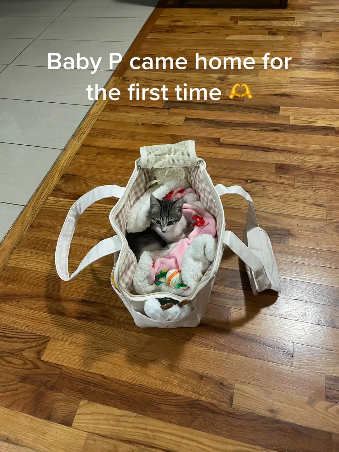 She didnt let me sleep because she talks too much 😭 #catsoftiktok #kittensoftiktok #kittentok #kittenrescue 