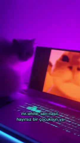 mr.white ile değerli vakitlerimiz 😂 #keşfet #kesfet #fyp #fypシ #kedi #kedivideoları 