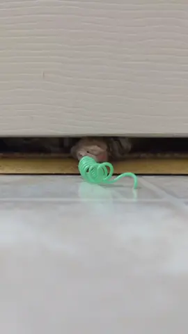 spring is here.  #GetCrackin #kitten #cryptid #ratthecryptid #catsoftiktok #kittensoftiktok #cat 