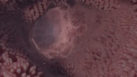 Microvilli animation #Science #anatomy #photoshop #aftereffects #medicalanimation 