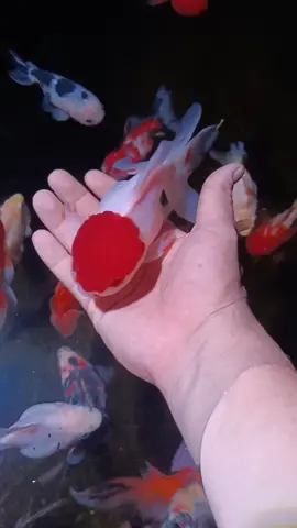 Goldfish Sello Rojo XXL #goldfishsellorojo #goldfishredcap  #acuariofilia🐟🐠 #estanque #peces #goldfish #aquamaster #acuariofilia #jojutlamorelos #acuariofilia 