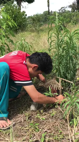 Pasang jebakan burung puyuh #jebakan