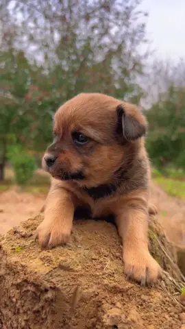 The sound of firecrackers made the dog shiver !##Viral #pets #follow #loveyou #foryou 