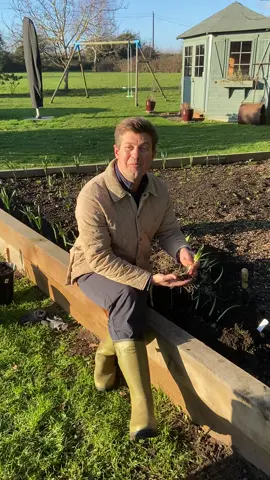 Planting Bulbs in the Green 🌱 These are Tenby daffodil bulbs ‘in the green’, they will breathe colourful new life into the garden🌱🌼 If you’d like some bulbs in the green then I have a 10% off promo code GWTBULBS2023 to use at:  www.bostonseeds.com How exciting 🌱🌸🌼🌷 #bulbsinthegreen #daffodil #daffodils #daffodilseason #garden #gardening #gardening101 #gardeninghacks #gardeningtips #gardeningtools #gardeningtiktok #gardeninghack #gardeningideas #gardeningtipsforbeginners  #gardenersworld #gardeners #gardenersoftiktok #gardenerslife #gardenersofinstagram #gardenersfriend #gardenersofthegalexy 