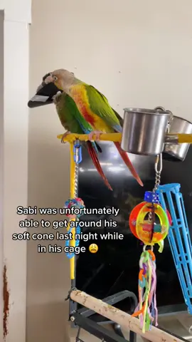Poor Sabi got past his cone overnight and ripped his wound open 😭 We cannot catch a break latley 🥲 #fyp #fypシ #birds #parrotproblems #parrot #parrotsoftiktok #coneofshame #gofundme #linkinbio 