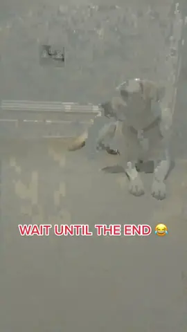 ZOOMIES ARE THE BEST #zoomies #Puppy #fyp #dogsoftiktok #funny 