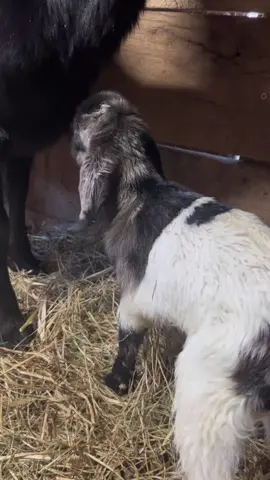New baby nanny of 2023 all she needs is a name any ideas?#babygoat#newborn #farmlife #names 