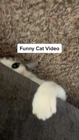 Rambo attacks me a few times a day LOL 😹#sneakycat #funnycatvideos #cattherapy #catsoftictoc #smartcat #sneakycat #catmemes #catburglar 