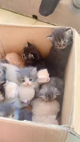 Baby cats anggora, persia dan mix dom ready di adopsi umur 2-3 bulan lagii yaa 🙏🏻 , khusus pekanbaru dan sekitar nya #adopsi #adpot #bayikucinglucu #bayikucinglucuimut #adopsikucing #anabul #anabulkesayangan #anabulgembul #kucing #catsvideo #kitten #pekanbaru_riau #anggora #persia #anggora 