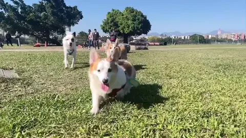 喜歡曬曬跑跑 最開心ㄉ大軍💗 #柯基日常 #柯基小短腿 #音樂出處Leafie-feelingsolalala #corgidagin